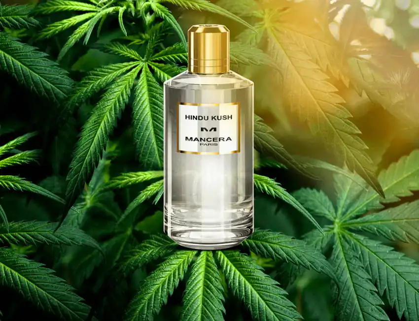 perfume de maconha